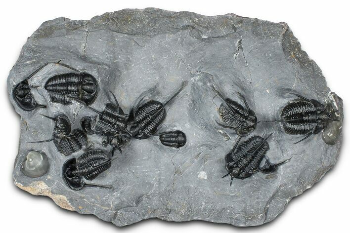 Impressive Cyphaspis Trilobite Cluster - Mrakib, Morocco #365711